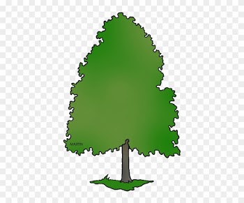 Delaware State Tree American Holly Clipart - Delaware State Tree