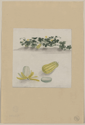 [Delicata squash with plant vines | Free Photo - rawpixel