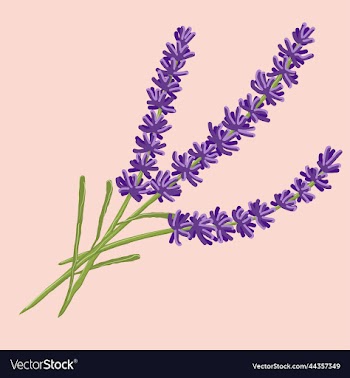 delicate and fragrant lavander