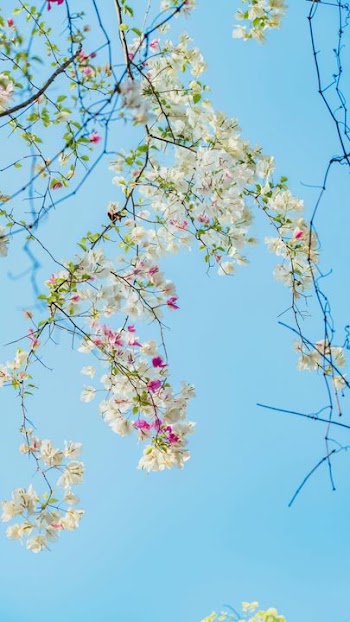 Delicate Blossoms Against a Clear Sky