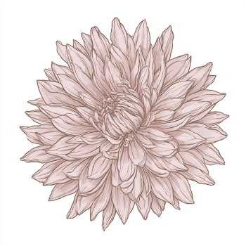 Delicate Botanical Illustration of a Chrysanthemum
