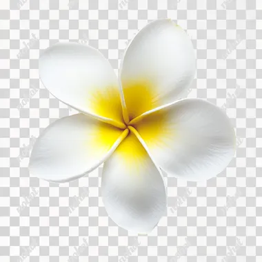 Delicate Frangipani: A Study in Blossoms and Light Delicate Frangipani: A Study in Blossoms and Light