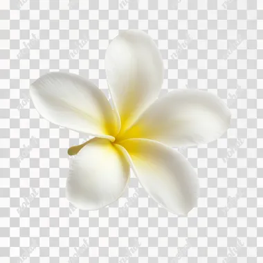 Delicate Frangipani Blossom: A Study in Natural Elegance Delicate Frangipani Blossom: A Study in Natural Elegance