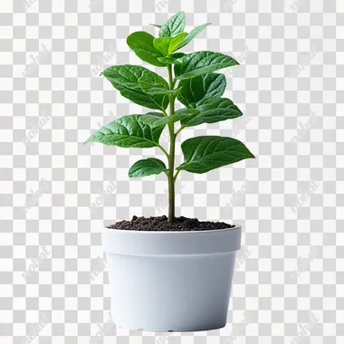 Delicate Green: A Small Plant in a White Pot