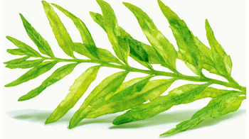 Delicate Green Leafy Plant Sprig