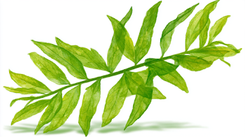 Delicate Green Leafy Plant Sprig