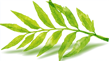 Delicate Green Leafy Plant Sprig