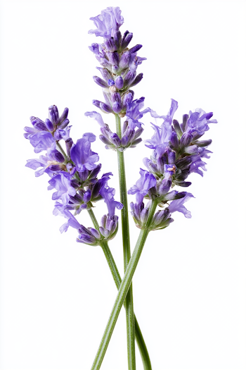Delicate Lavender Sprigs Isolated on White Background