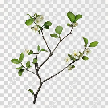 Delicate Pear Blossom Branches with Lush Green Leaves Delicate Pear Blossom Branches with Lush Green Leaves