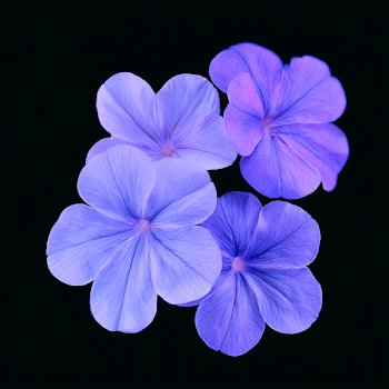 Delicate Periwinkle Blue-Purple Flowers on Black Background