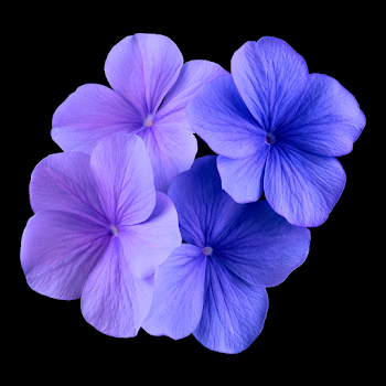 Delicate Periwinkle Flowers on Black