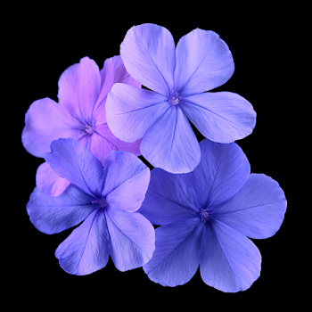 Delicate Periwinkle Flowers on Black Background