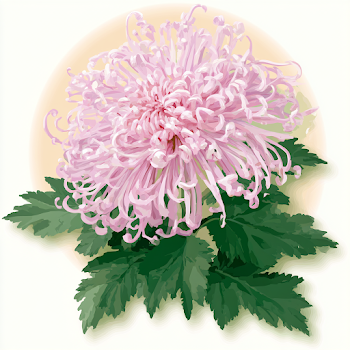 Delicate Pink Chrysanthemum Illustration
