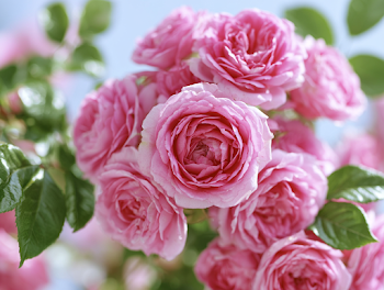 Delicate Pink Garden Roses in Bloom