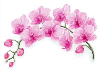 Delicate Pink Phalaenopsis Orchid Branch