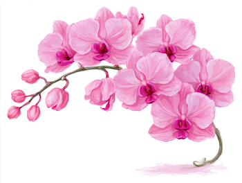 Delicate Pink Phalaenopsis Orchid Branch