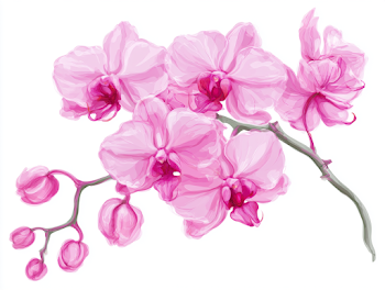 Delicate Pink Phalaenopsis Orchid Branch