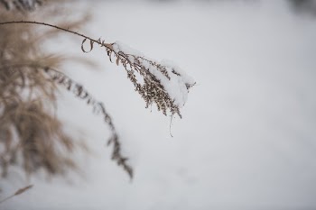 Delicate Snow On Dried Grass