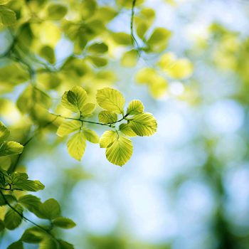 Delicate Spring Leaves Backlit by Soft Sunlight