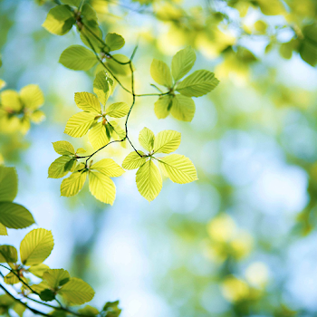 Delicate Spring Leaves in Soft Light
