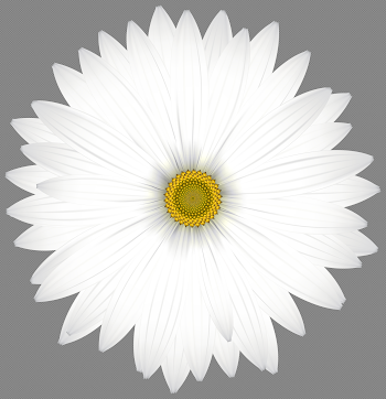 Delicate White Daisy Transparent PNG Clip Art Image | Gallery ...