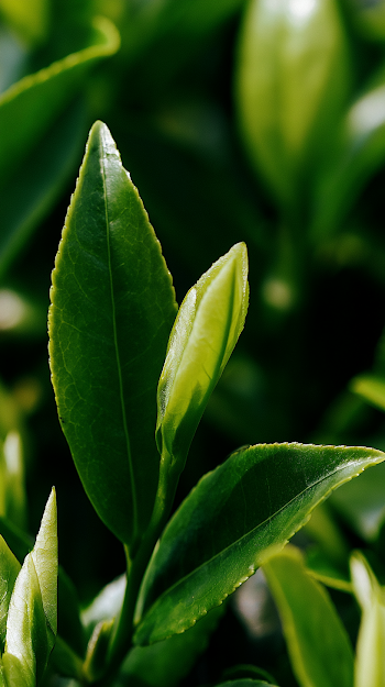 Delicate Young Tea Sprouts in Early Spring