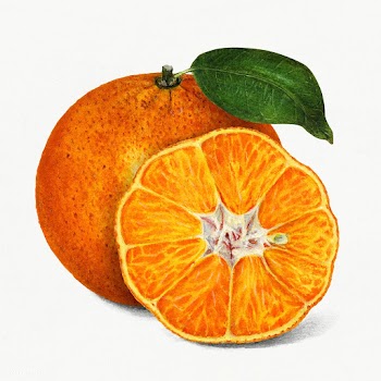 Delicious orange tangerine illustration. Digitally enhanced illustrati.. | Free public domain illustration - 2289694