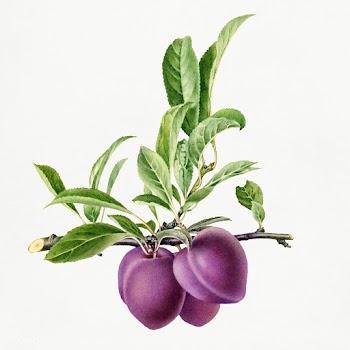 Delicious purple plum in a branch illustration. Digitally enhanced ill.. | Free public domain illustration - 2289575