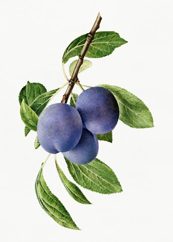 Delicious purple plum in a branch illustration. Digitally enhanced ill.. | Free public domain illustration - 2289699