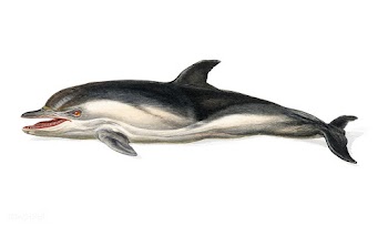 Delphinus delphis illustrated by Charles Dess.. | Free stock vector - 467892