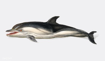 Delphinus delphis illustrated by Charles Dess.. | Free stock vector - 467909