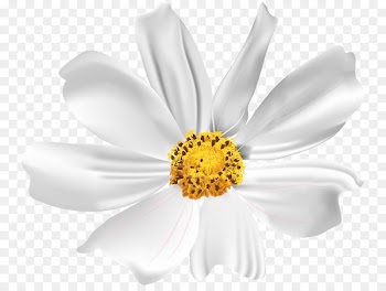 Dendranthema lavandulifolium Transvaal daisy Clip art - White chamomile 