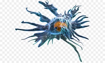 Dendritic cell Antigen-presenting cell Antigen presentation Immune system - cartoon pathogen 