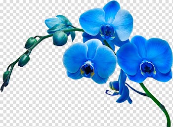 Dendrobium Orchids Flowering plant Vanda coerulea, flower transparent background PNG clipart