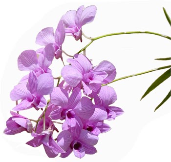 dendrobium6.jpg
