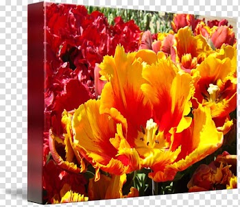 Denham Green Nursery Living Walls Art Tulip, Watercolor Tulip transparent background PNG clipart