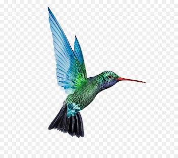 Denmark Battery charger Baterie externu0103 Solar cell - Blue and green food hummingbirds 