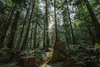 Dense Forest