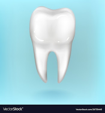 dental model premolar tooth 3d rendering