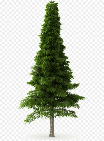 Deodar cedar Himalayas Norway spruce Tree Pine - pine tree 