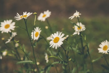 Depth Field Photography of White Petaled Flowers