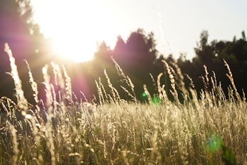 depth of field photo of grass field