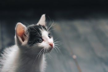 Depth of Field Photograph of White and Black Kitten