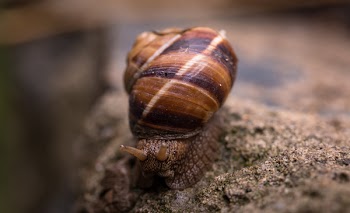 Depth of Field Photography Of Snail