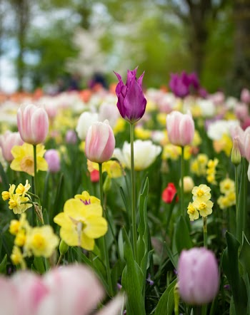 Depth of Field Photography of Tulip Flowers