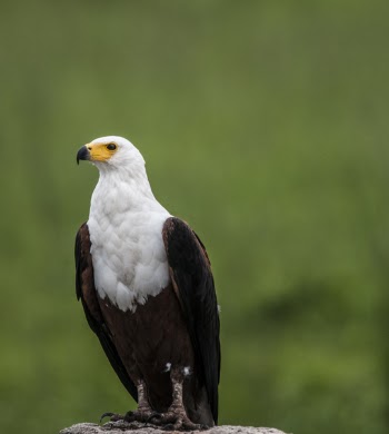 Depth of Field Photography of White and Brown Eagle Perching on Gray Stone
