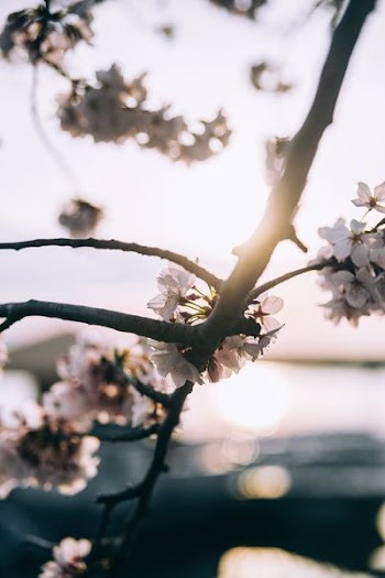 depth of field white petaled flowers