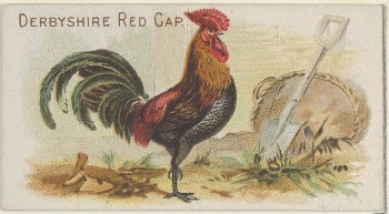 Derbyshire Red Cap, from the Prize | Free Photo - rawpixel
