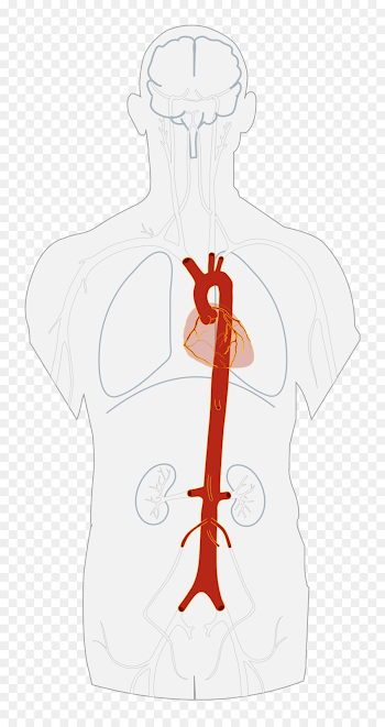 Descending aorta Artery Abdominal aorta Heart - abdominal png ...