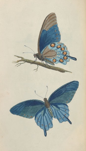Descriptions of the insects of North | Free Photo - rawpixel